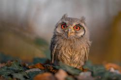 开云体育下载-恩比德的节奏暴政，当爵士的旋律在费城哑火