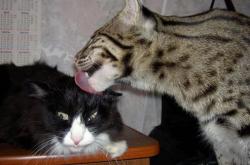 开云下载-加克波爆发之夜，哥斯达黎加带走马德里竞技的战术启示