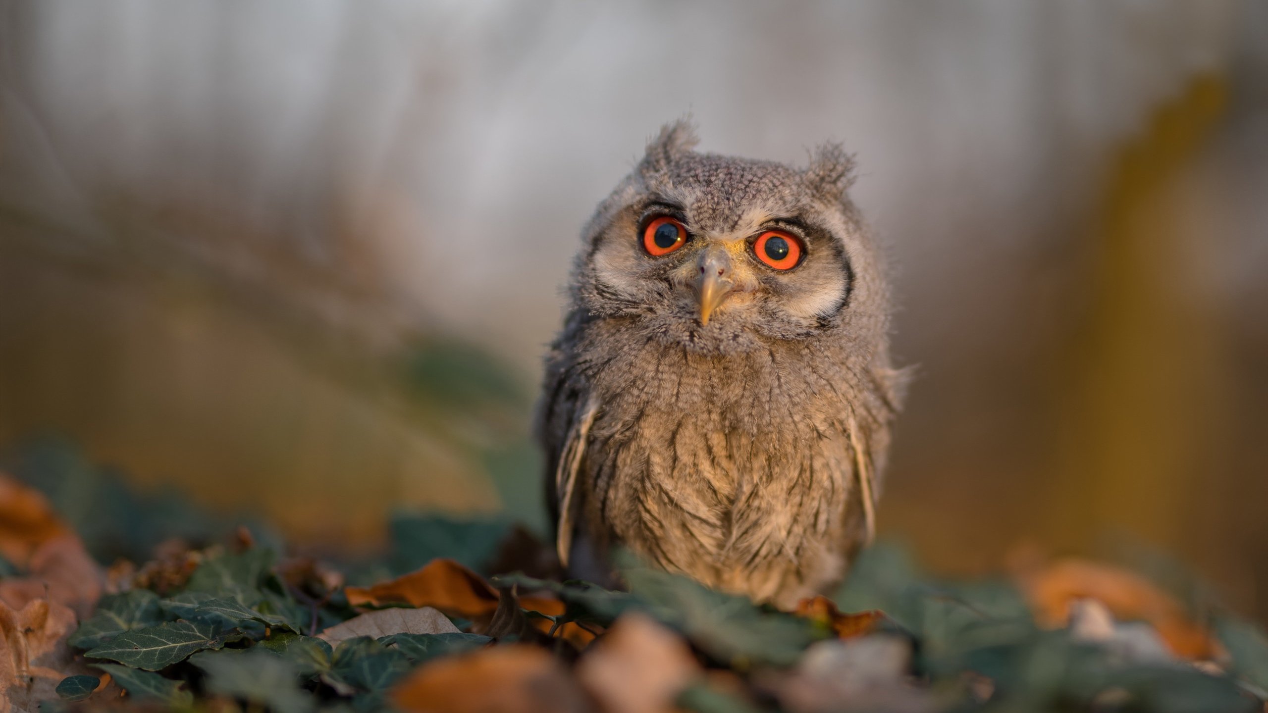 恩比德的节奏暴政，当爵士的旋律在费城哑火