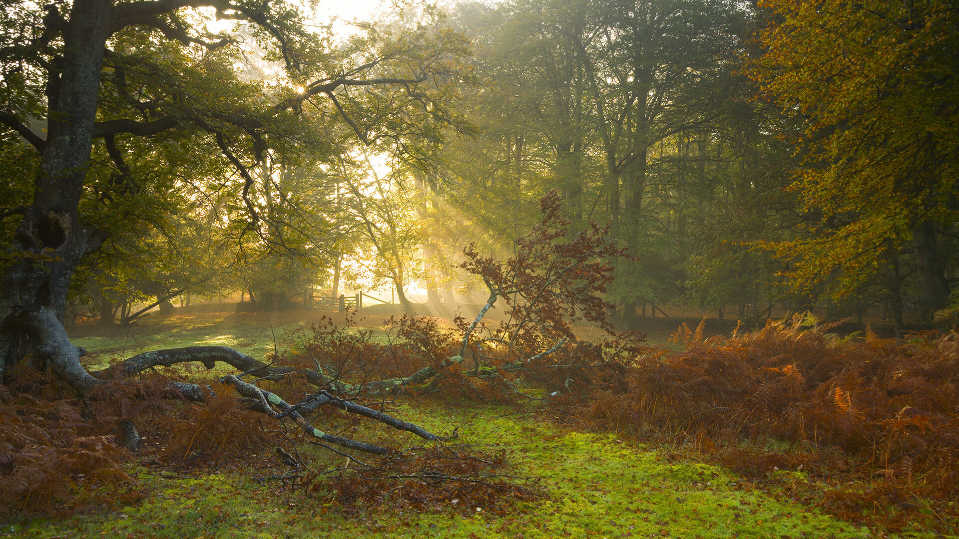 特奥彻底打爆防线，南非压哨绝杀巴西，非洲风暴席卷桑巴军团