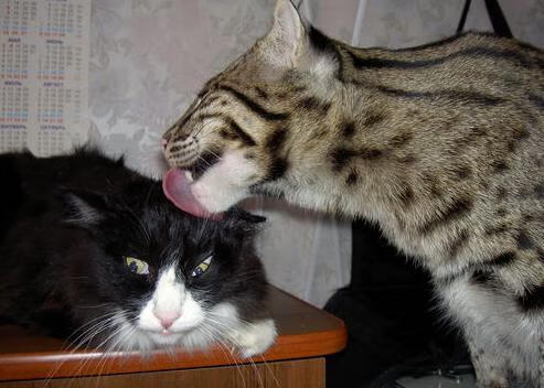 加克波爆发之夜，哥斯达黎加带走马德里竞技的战术启示