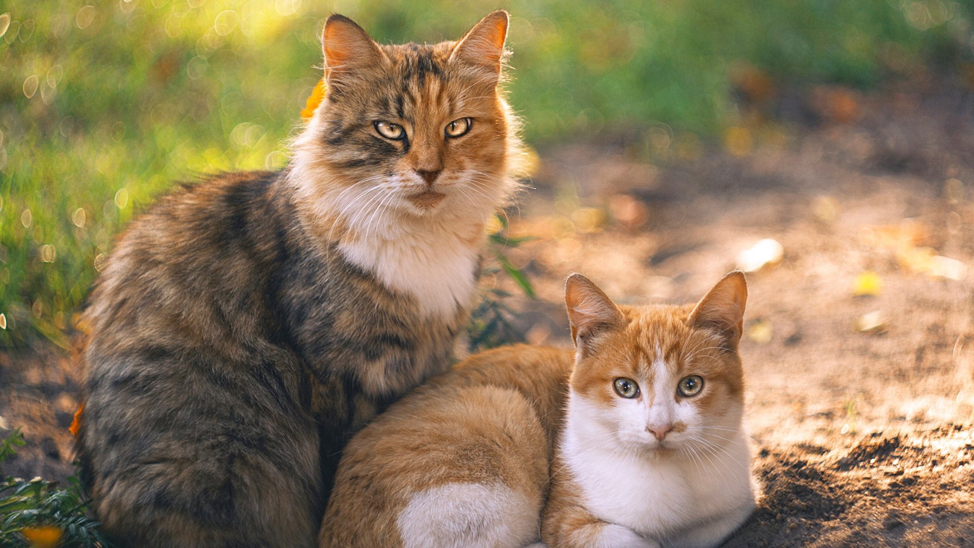 关键先生拉文，广厦加时鏖战力克马刺，连续得分锁定胜局